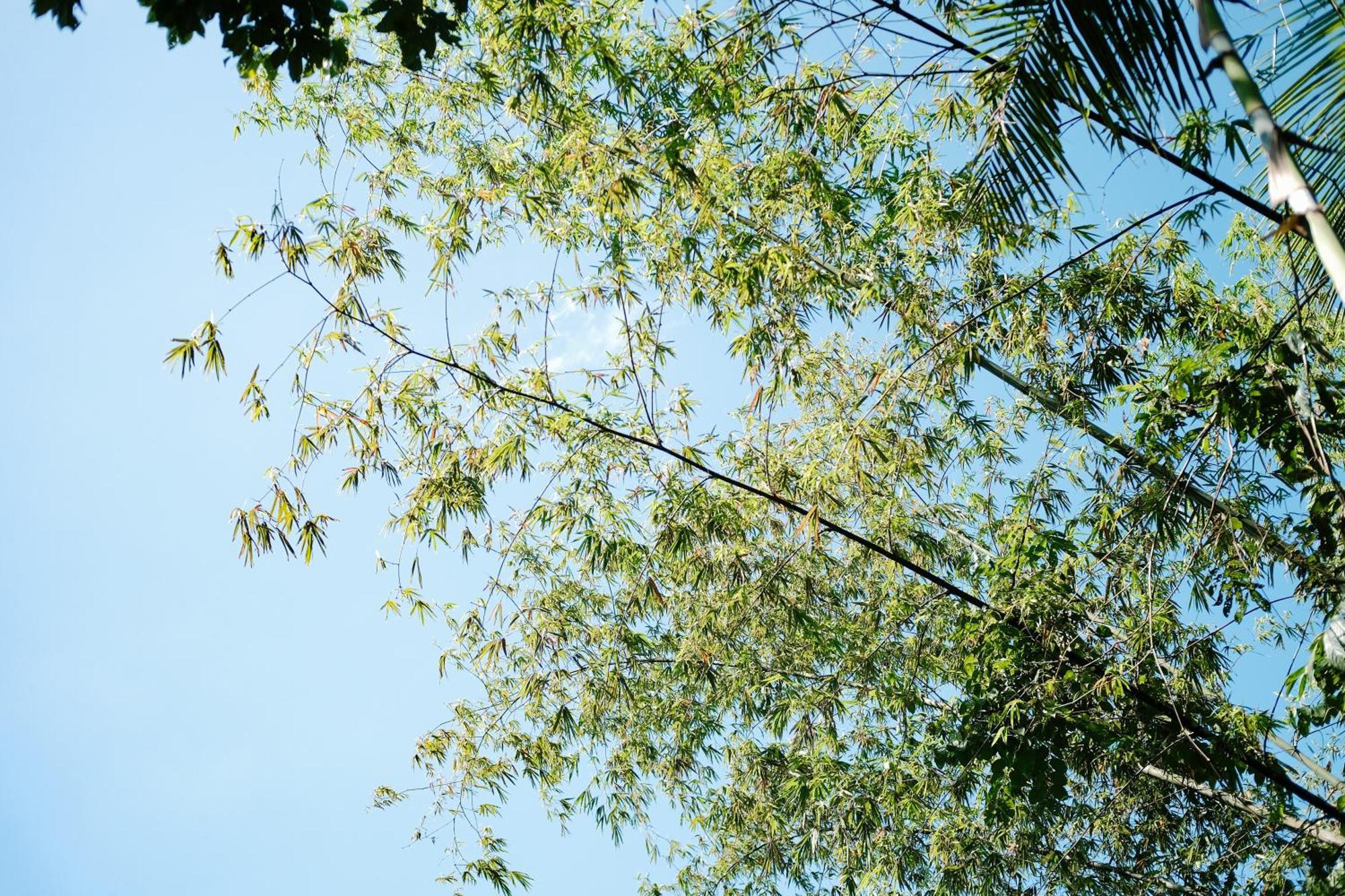 Treehouse De Valentine Βίλα Balamban Εξωτερικό φωτογραφία